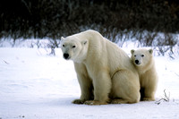 Polar Bear