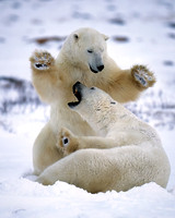 Polar Bear