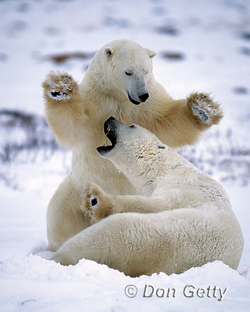 Polar Bear