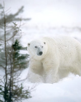 Polar Bear
