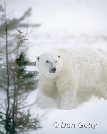 Polar Bear
