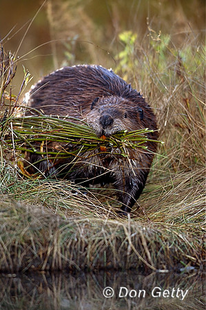 Beaver