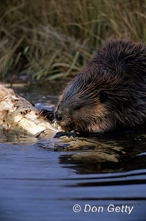 Beaver