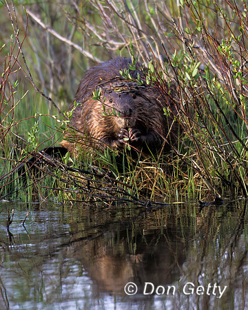 Beaver