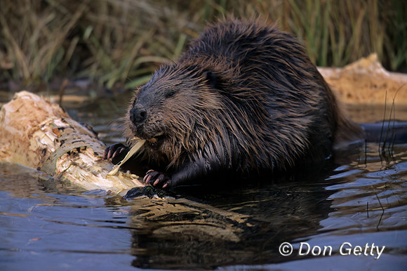 Beaver