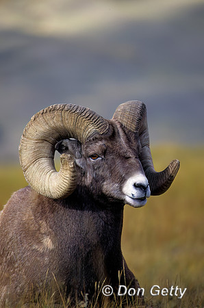 Bighorn Sheep