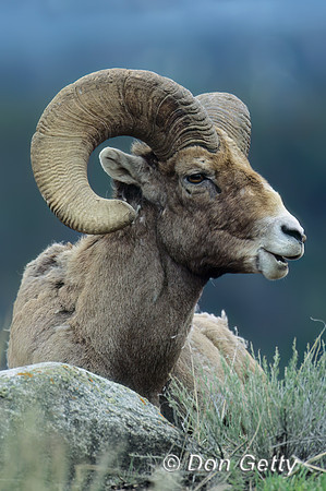 Bighorn Sheep