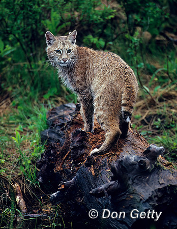 Bobcat