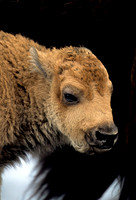 Bison Calf