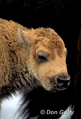 Bison Calf