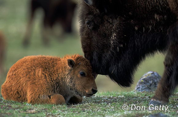 Bison