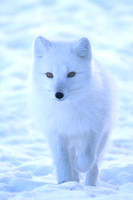 Arctic Fox