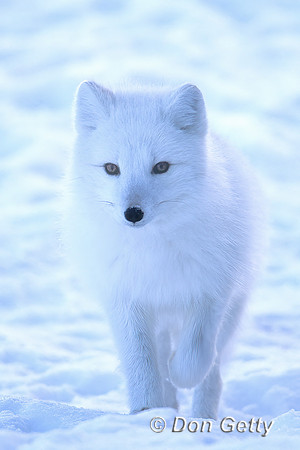 Arctic Fox