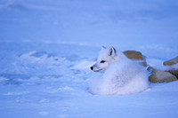 Arctic Fox