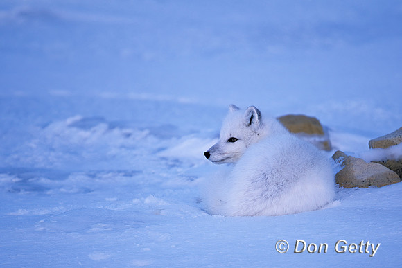 Arctic Fox