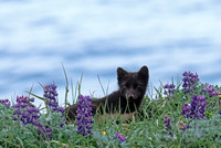 Arctic Fox