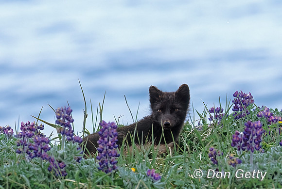 Arctic Fox