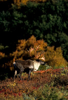 Caribou