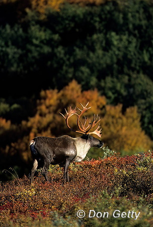 Caribou