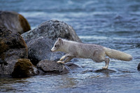 Arctic Fox