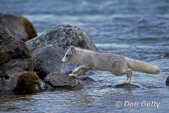 Arctic Fox
