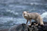 Arctic Fox