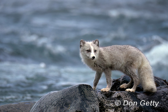 Arctic Fox