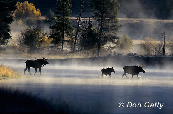 Moose