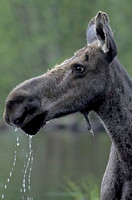 Moose
