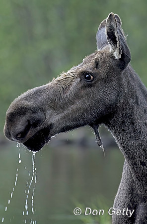 Moose