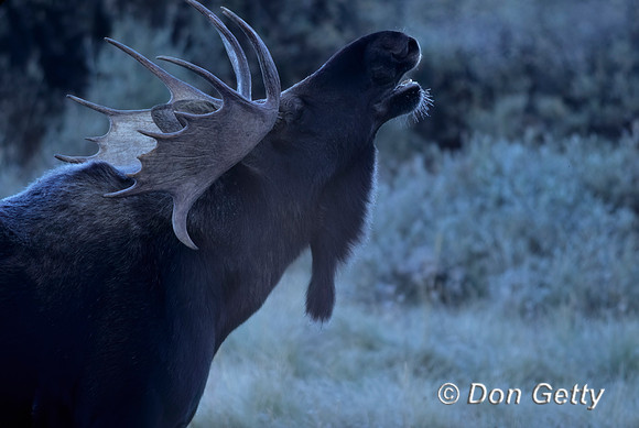 Moose