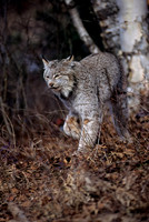 Lynx