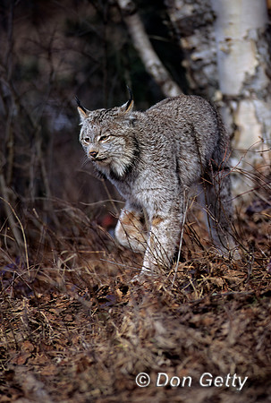 Lynx