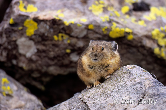 Pika