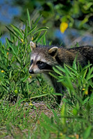 Raccoon