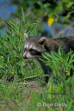 Raccoon