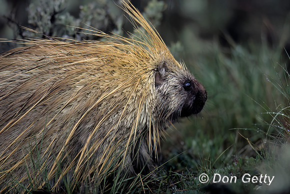 Porcupine