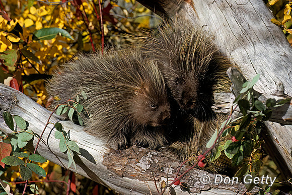 Porcupine