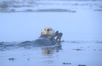 Sea Otter
