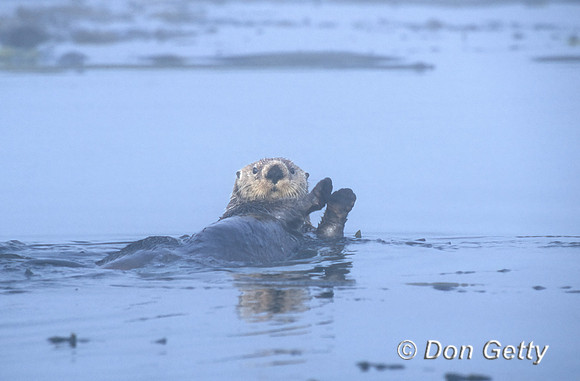 Sea Otter
