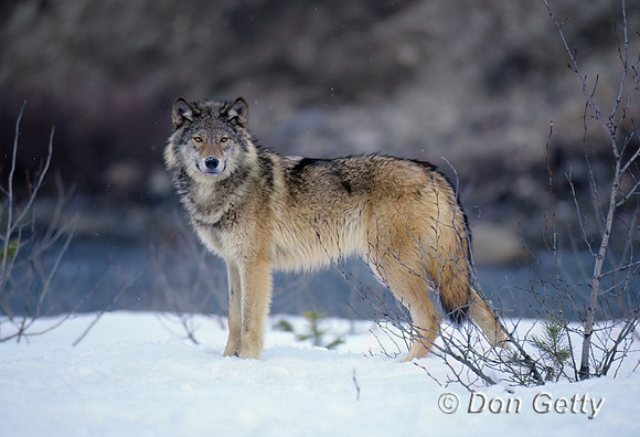 Wolf