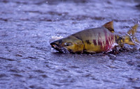 Chum Salmon