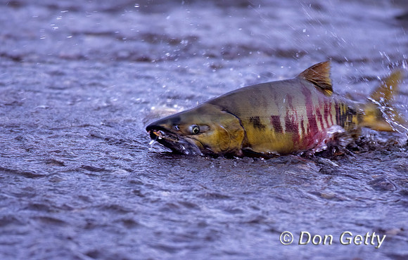 Chum Salmon