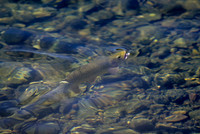 Cutthroat Trout
