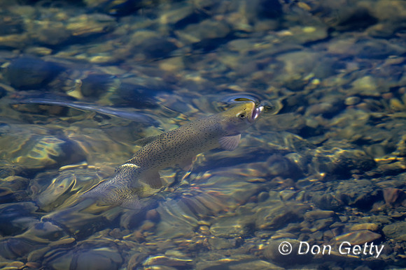 Cutthroat Trout