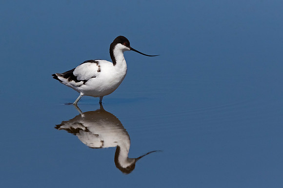 Pied Avocet