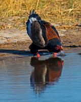 Bateleur