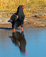 Bateleur