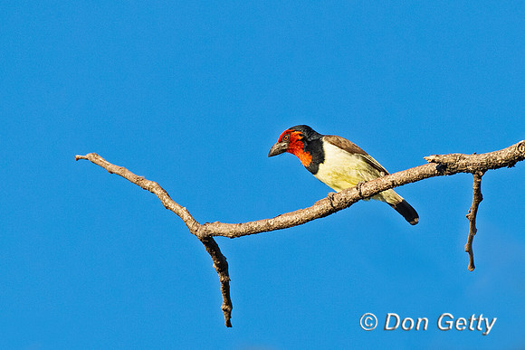 Black-collared Barbet
