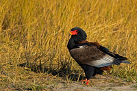 Bateleur